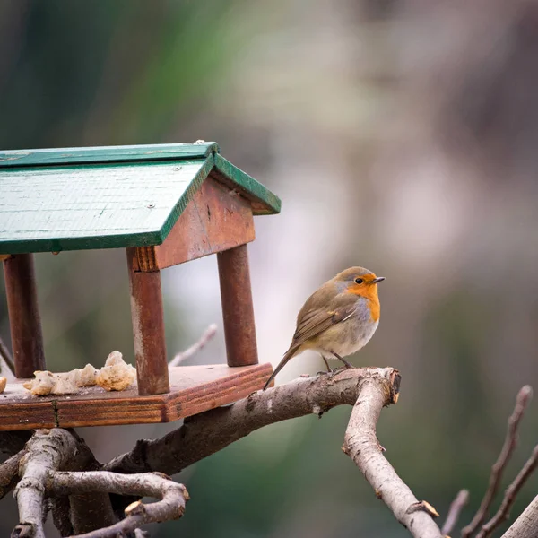 Robin Pássaro Come Migalhas Pão Uma Pequena Casa Log Piemonte — Fotografia de Stock