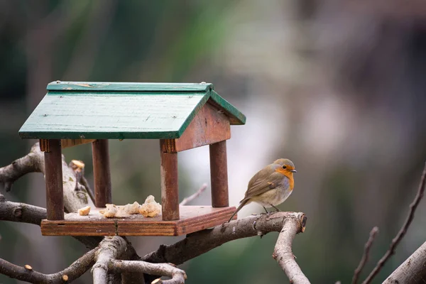 Robin Pássaro Come Migalhas Pão Uma Pequena Casa Log Piemonte — Fotografia de Stock