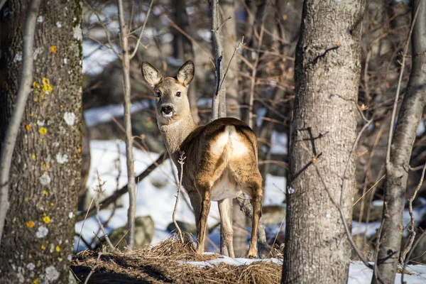 Rehe Wald Winter Italienische Alpen — Stockfoto