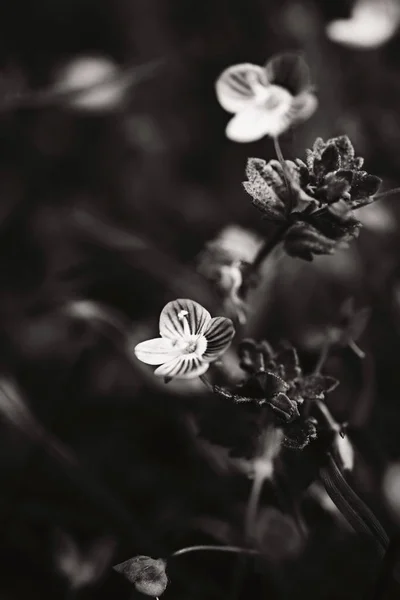 在与世隔绝的田野里一朵黑白花 — 图库照片