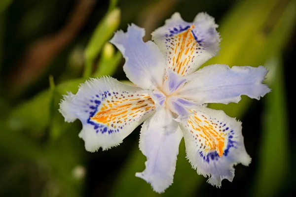 Macro Foto Van Een Blauwe Gele Gevlekte Orchidee Stengel — Stockfoto