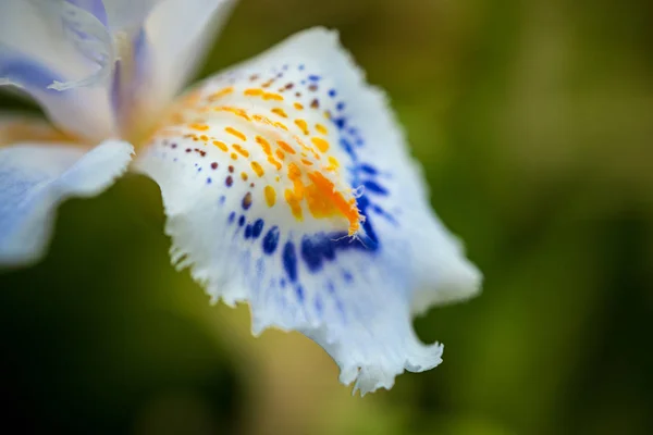 Macro Foto Van Een Blauwe Gele Gevlekte Orchidee Stengel — Stockfoto