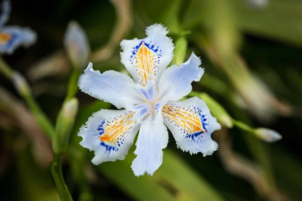 Imagem Macro Caule Orquídea Azul Amarelo Manchado Manchado — Fotografia de Stock