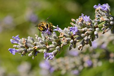 Bir dal lavanta çiçeğinin üzerindeki arı, yaklaş