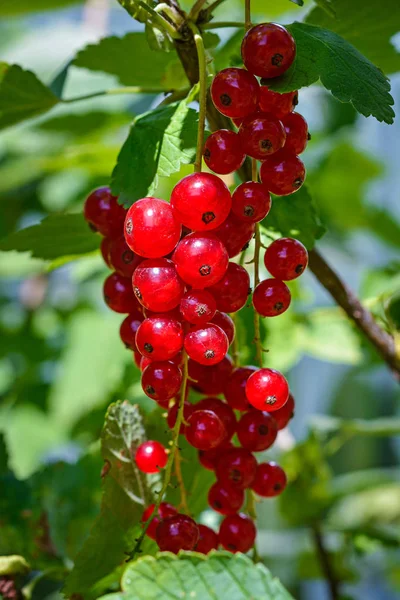 Zweig Reifer Roter Johannisbeeren Einem Garten Makrobild — Stockfoto