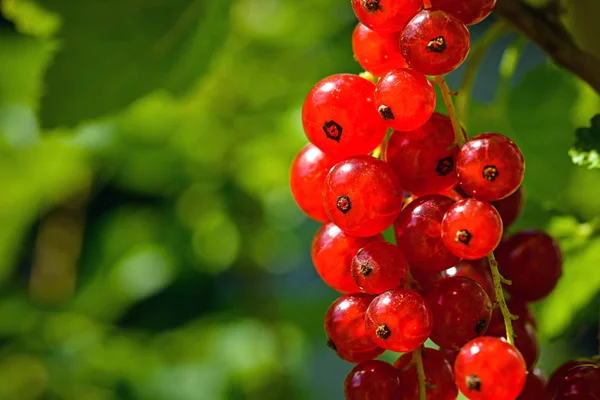 Branch Ripe Red Currant Garden Macro Picture — 图库照片