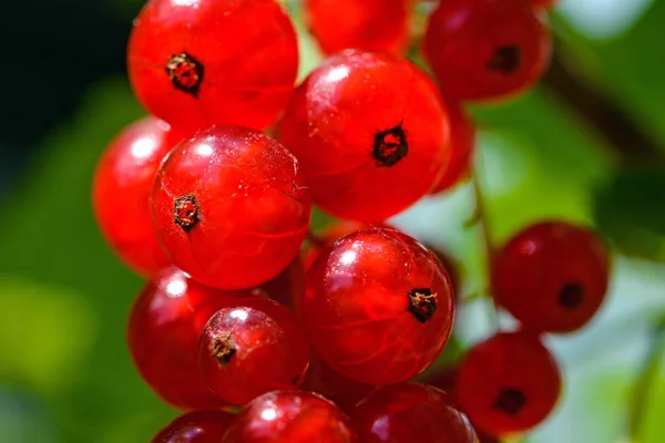 Zweig Reifer Roter Johannisbeeren Einem Garten Makrobild — Stockfoto