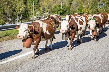 İtalyan Alpleri 'nde yıllık transhumance inekleri sürüsü. Gran Paradiso Ulusal Parkı, Piedmont, İtalya