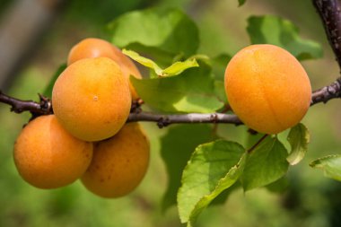 Gün ışığında bir dalda bir sürü olgun kayısı. Kapat.