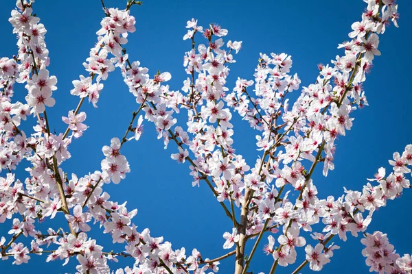 Badem Ağacı Ilkbaharda Mavi Gökyüzüne Karşı Çiçek Açar — Stok fotoğraf