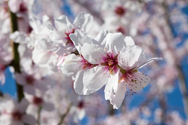 Amêndoa Plena Floração Contra Céu Azul Primavera — Fotografia de Stock