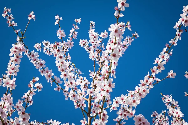 Amêndoa Plena Floração Contra Céu Azul Primavera — Fotografia de Stock
