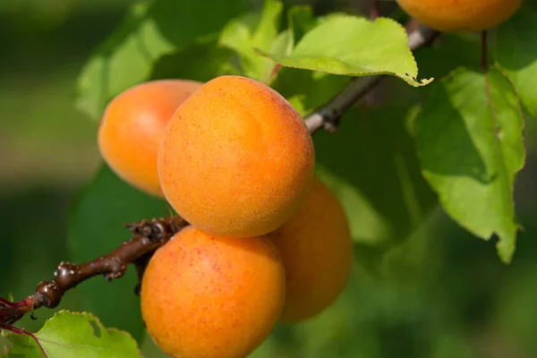 Ein Bund Reife Aprikosen Einem Zweig Sonnenlicht Nahaufnahme — Stockfoto