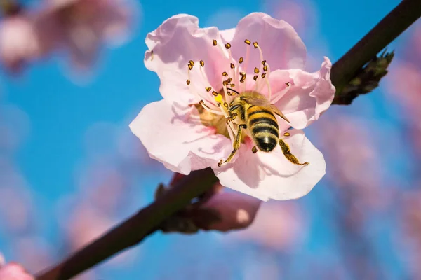 Honigbiene Sammelt Nektar Aus Blüten Mit Pollen Frühling Makro — Stockfoto