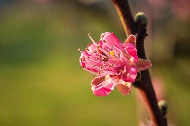 Bahar mevsiminde şeftali çiçeğinin ayrıntıları. Makro fotoğraf