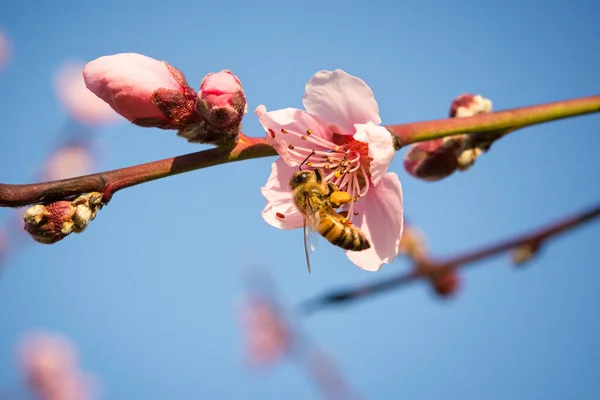 蜜蜂在春天从花朵中采蜜 — 图库照片