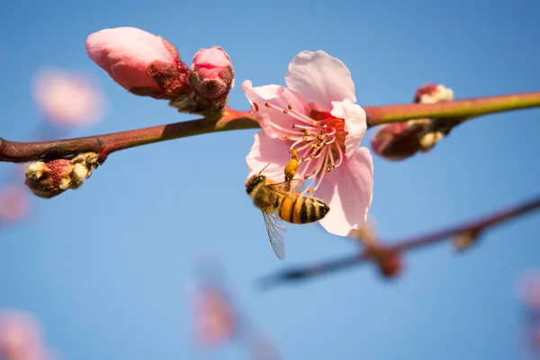 Honigbiene Sammelt Nektar Aus Blüten Mit Pollen Frühling Makro — Stockfoto