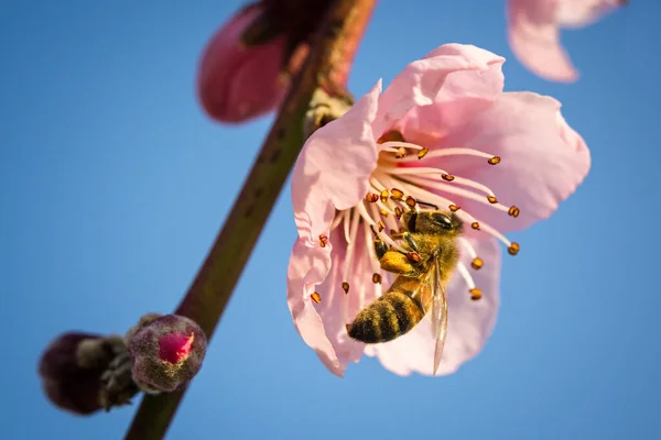 蜜蜂在春天从花朵中采蜜 — 图库照片