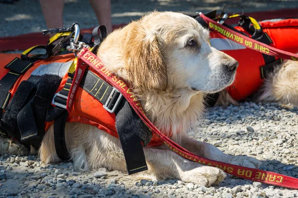 救生员狗 与狗一起在水里进行救援示范 — 图库照片