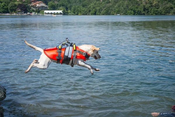 Cankurtaran Köpeği Köpeklerin Suda Olduğu Bir Kurtarma Gösterisi — Stok fotoğraf