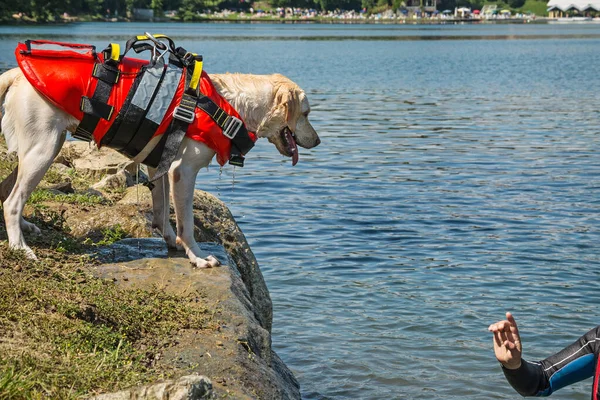 Cão Salva Vidas Demonstração Resgate Com Cães Água — Fotografia de Stock