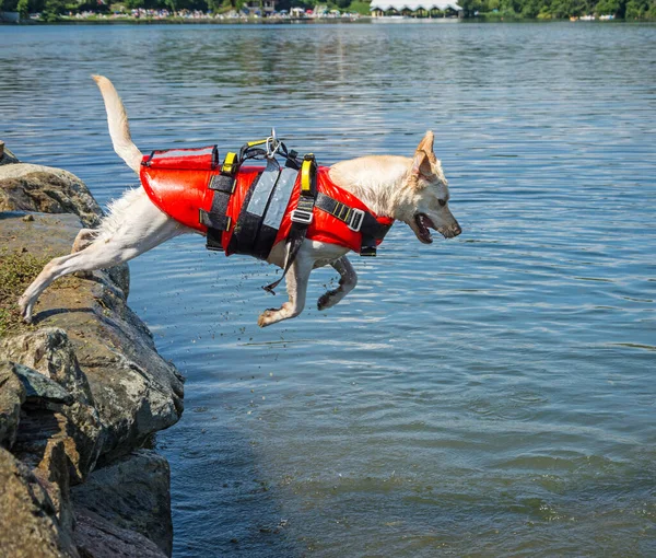 Chien Sauveteur Démonstration Sauvetage Avec Les Chiens Dans Eau Images De Stock Libres De Droits