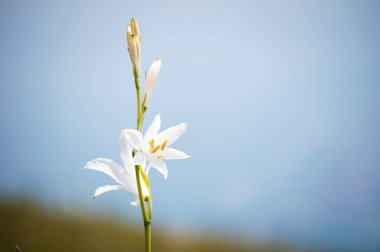 Lovely white Lily flower of the family Liliaceae, italian Alps. Italy clipart