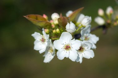 Bahar zamanı bir armut çiçeğinin ayrıntıları. Makro fotoğraf