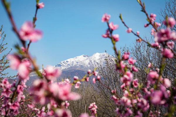 Verschneiter Berg Zwischen Pfirsichblüten Einem Schönen Sonnigen Tag — Stockfoto