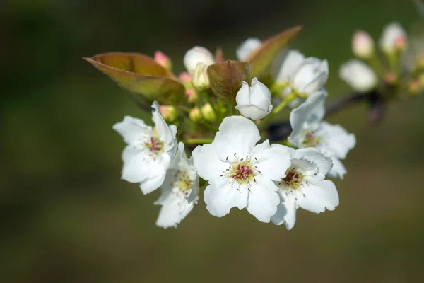 Bahar Zamanı Bir Armut Çiçeğinin Ayrıntıları Makro Fotoğraf — Stok fotoğraf