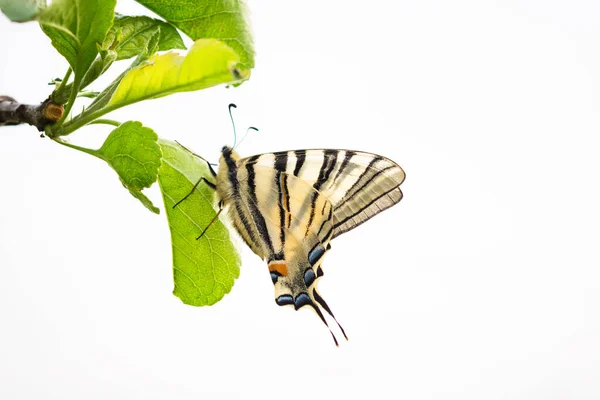 Hermosas Alas Detalles Una Mariposa Cola Golondrina Papilio Machaon Macro — Foto de Stock