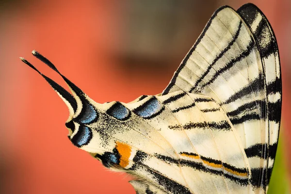 Hermosas Alas Detalles Una Mariposa Cola Golondrina Papilio Machaon Macro —  Fotos de Stock