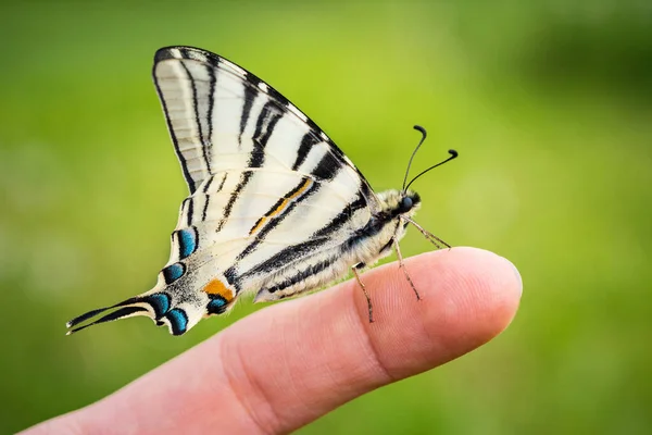Belos Detalhes Asas Uma Borboleta Swallowtail Papilio Machaon Macro Imagem — Fotografia de Stock