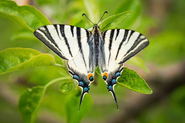 Beautiful Wings Details Swallowtail Butterfly Papilio Machaon Finger Macro Picture — Stock Photo, Image