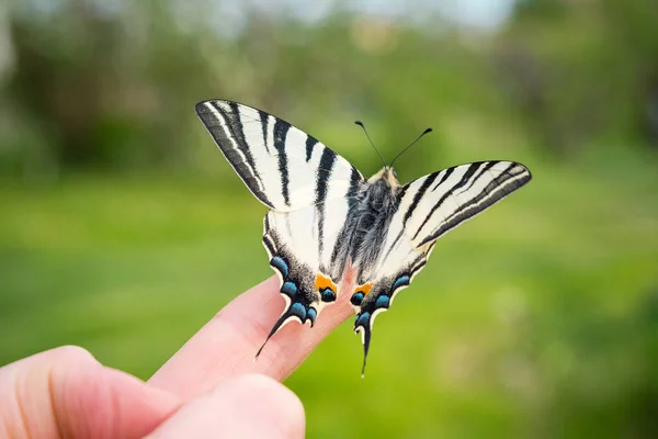 Hermosas Alas Detalles Una Mariposa Cola Golondrina Papilio Machaon Dedo —  Fotos de Stock