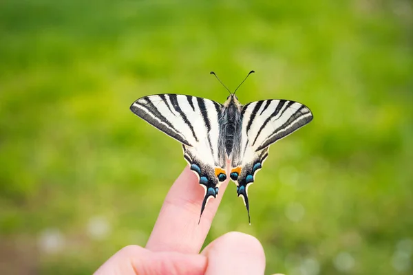 Beautiful Wings Details Swallowtail Butterfly Papilio Machaon Finger Macro Picture — Stock Photo, Image