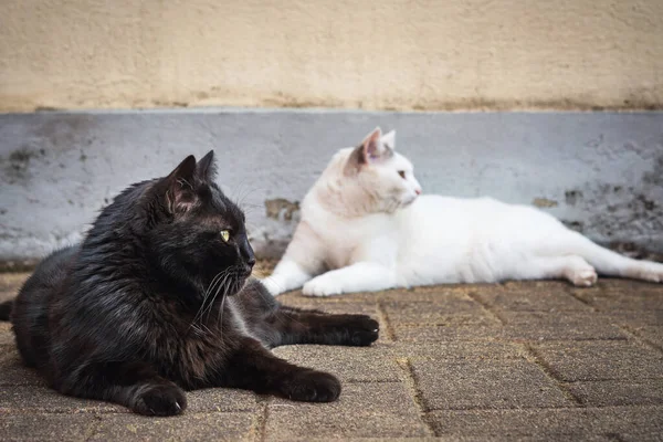 Two Cute Black White House Cats Sitting Laying Each Other — Stock Photo, Image