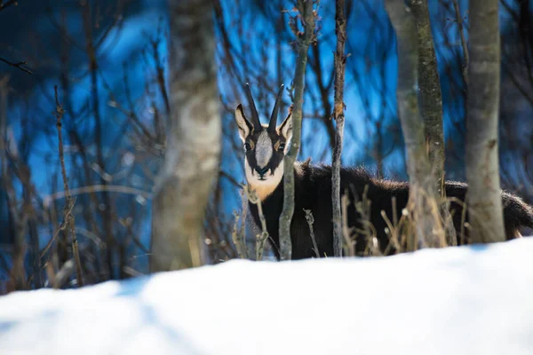 Camoscio Selvatico Rupicapra Nelle Alpi Italiane Parco Nazionale Del Gran — Foto Stock