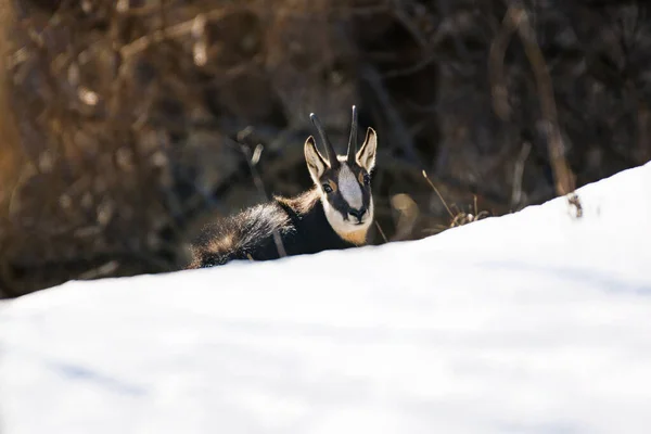 Dziki Kozica Rupicapra Alpach Włoskich Park Narodowy Gran Paradiso Włochy — Zdjęcie stockowe