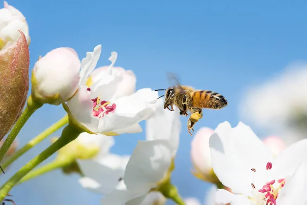 Biene Fliegt Einem Schönen Sonnigen Frühlingstag Von Einer Blume Zur — Stockfoto