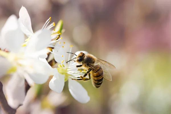 Biene Fliegt Einem Schönen Sonnigen Frühlingstag Von Einer Blume Zur — Stockfoto