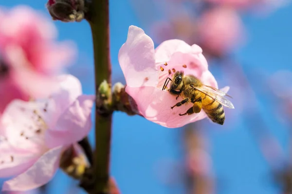 Ape Che Vola Fiore All Altro Una Bella Giornata Sole — Foto Stock