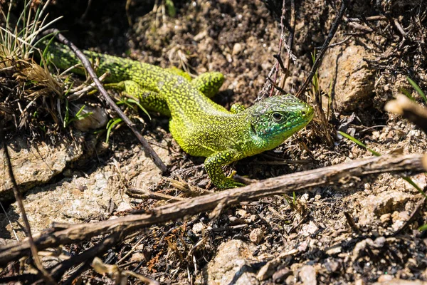 Μακρο Άποψη Της Άγριας Green Lizard Lacerta Virdis Στο Φυσικό — Φωτογραφία Αρχείου