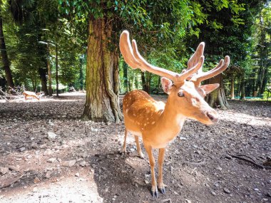 Vahşi Geyik Buck ormanda duruyor