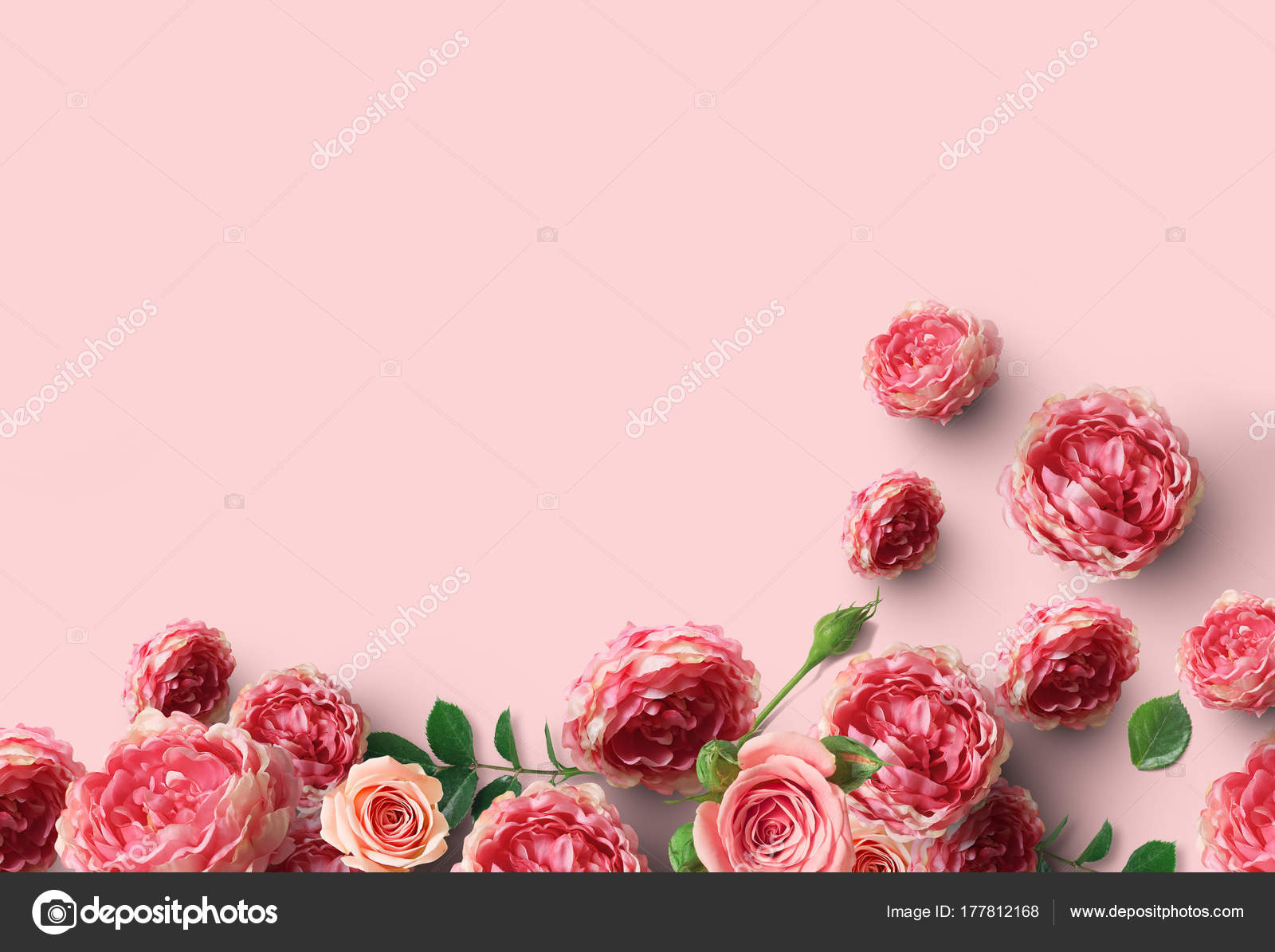 Belas Flores Rosa Fundo Rosa Claro — Foto © brocrock #177812168, image size:1600x1195