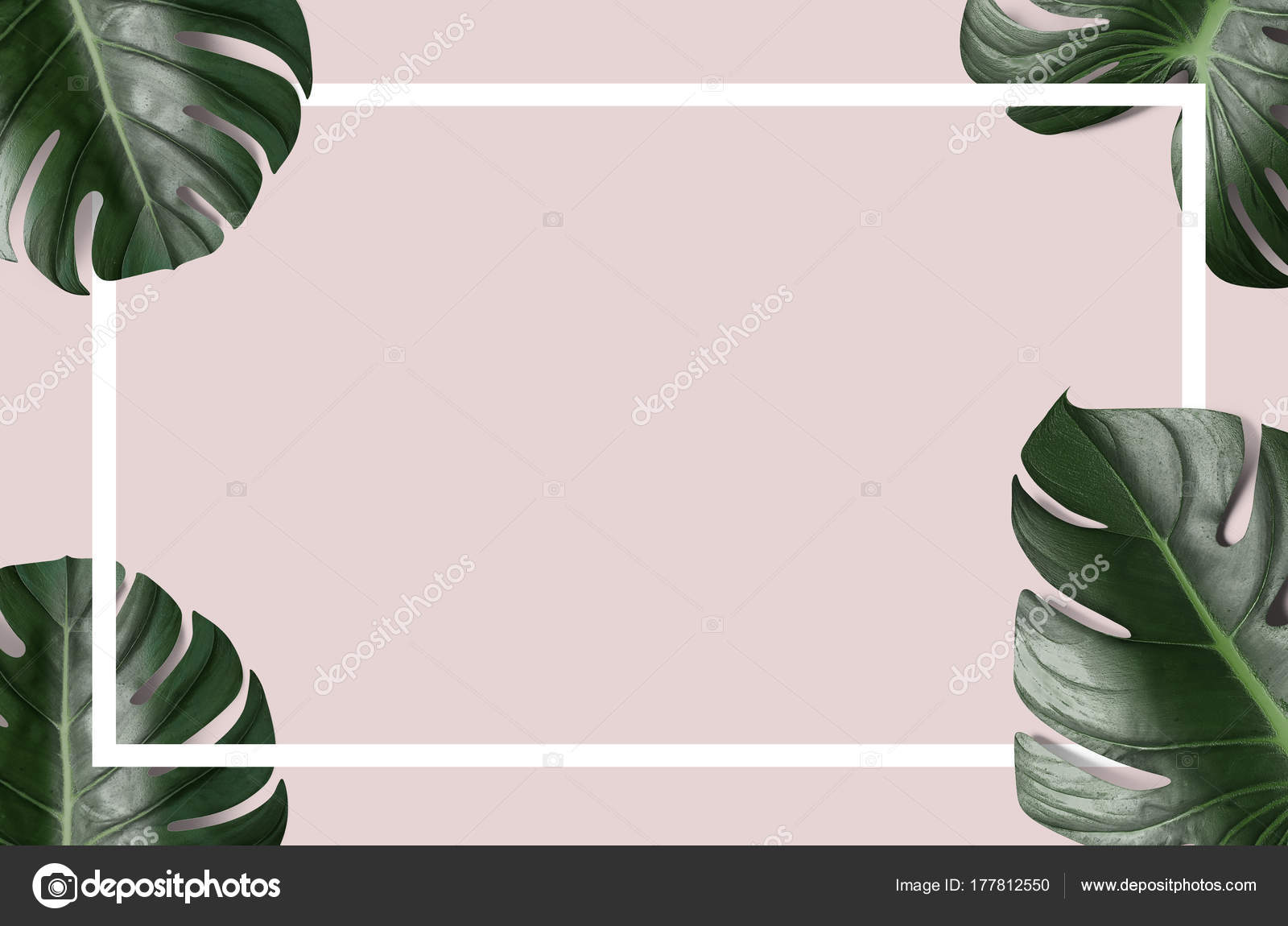 Green Tropical Leaves White Paper Frame Pink Background Stock ...