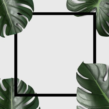 Beyaz arka plan üzerinde izole beyaz siyah çerçeve yeşil tropikal yaprak