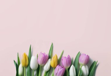 güzel Lale çiçek pembe bir arka plan üzerinde  