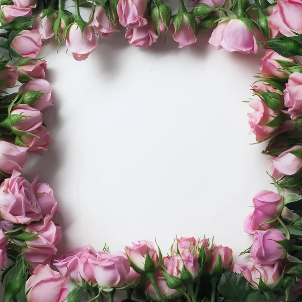 Beautiful Pink Rose Flowers Form Frame Isolated White Background — Stock Photo, Image