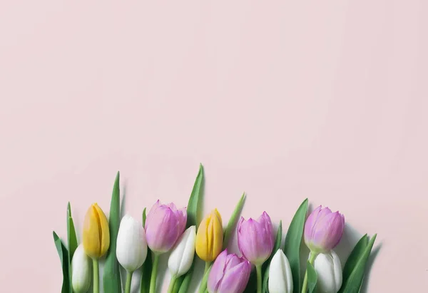 Красивые Цветы Тюльпан Розовом Фоне — стоковое фото